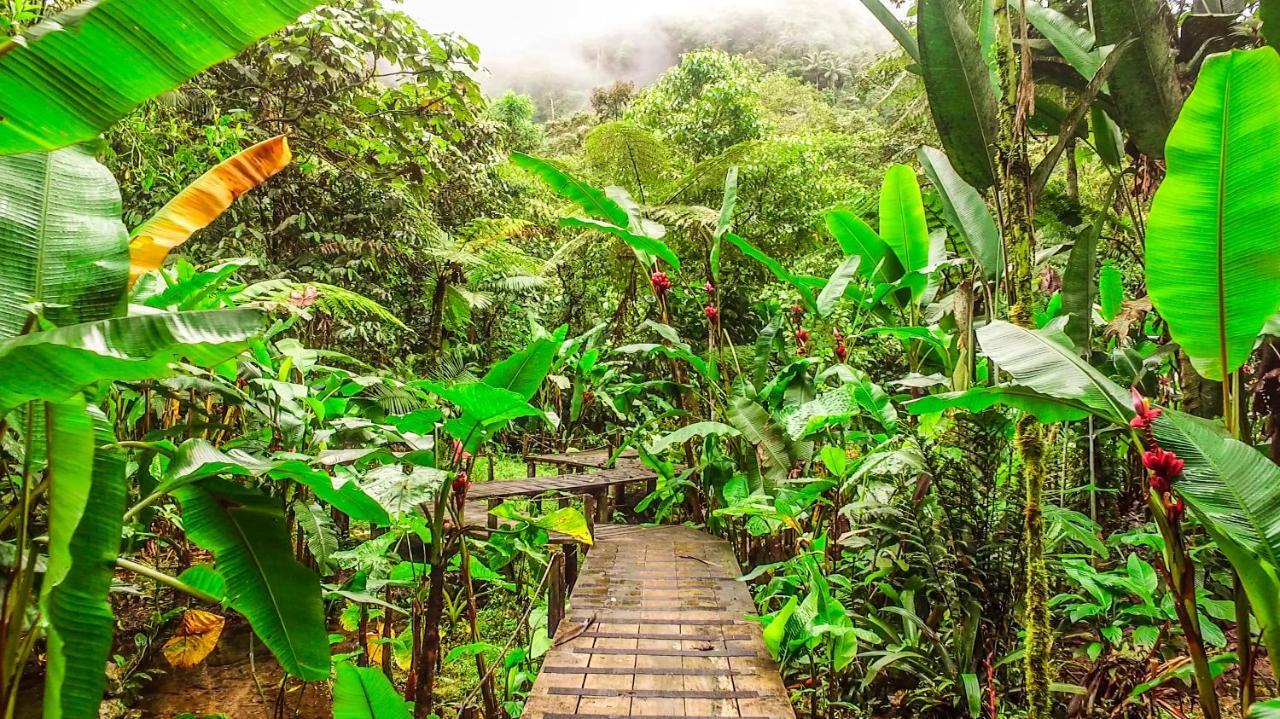 Mindo Garden Lodge And Wildlife Reserve Екстер'єр фото